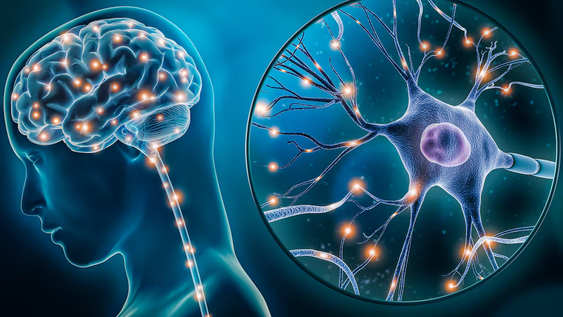 Hay alimentos que pueden evitar el deterioro cognitivo.