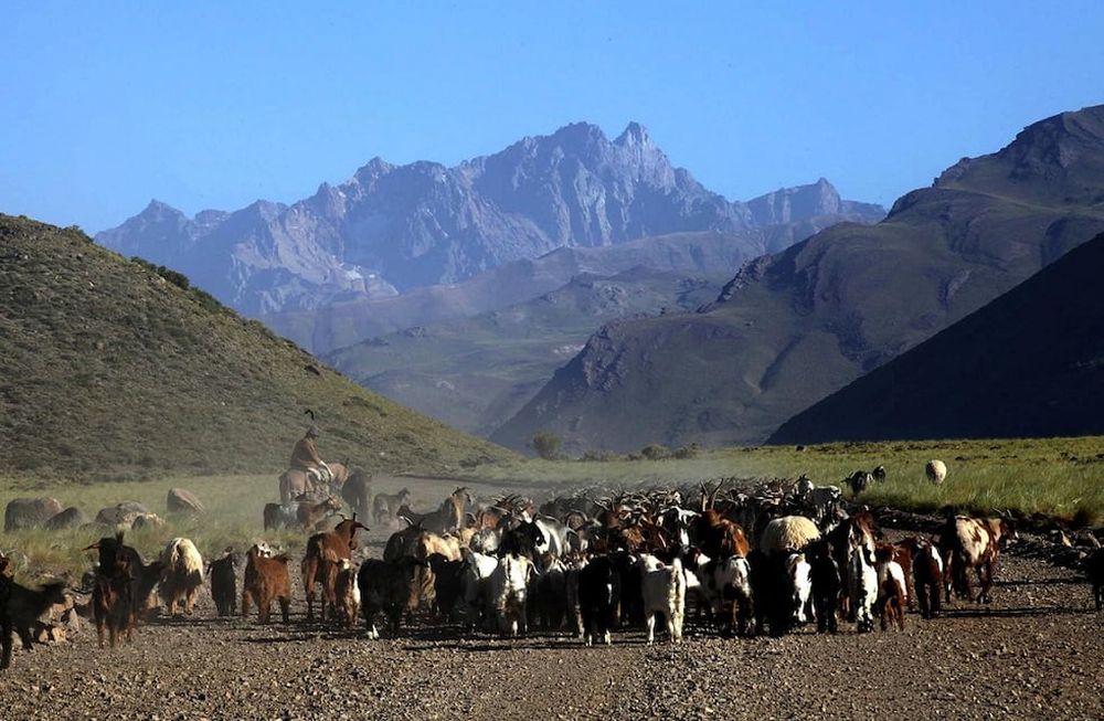 Malargüe presenta el primer festival de cine en Latinoamérica vinculado con la trashumancia