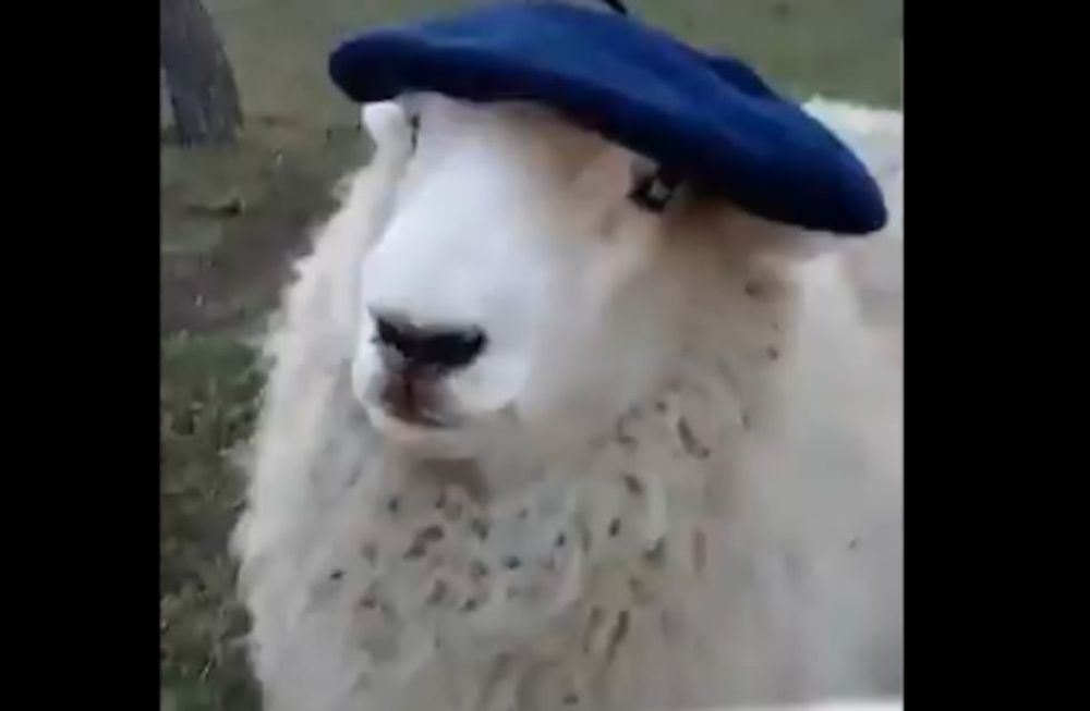 Video: Oscar, la oveja que toma mate y usa bufanda