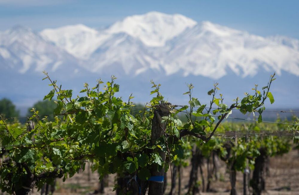 El Día del Vino Argentino se celebra este 24 de noviembre. Esta vez coincide con el tratamiento en Diputados de la tolerancia cero. - Ignacio Blanco / Los Andes