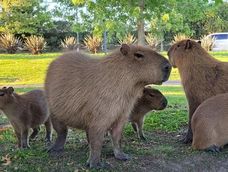 El día de hoy, se retiraron seis carpinchos del barrio de Nordelta en un operativo. El día de hoy, se retiraron seis carpinchos del barrio de Nordelta en un operativo.