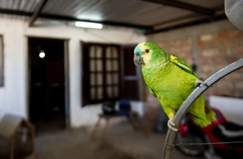 La psitacoisis es una enfermedad transmitida por los loros, palomas u otras aves de esta familia. (imagen ilustrativa).