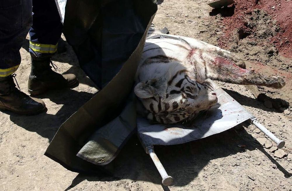 Un tigre que huyó del zoo de Georgia mató a un hombre e hirió grave a otro