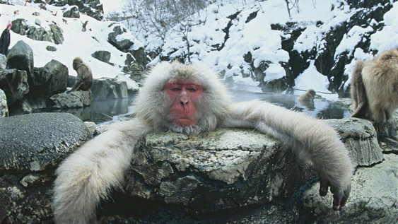Así se bañan los monos en las aguas termales de Japón.