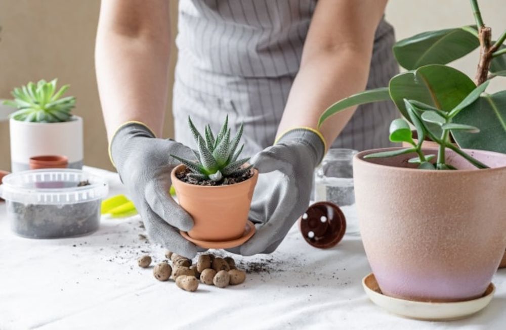 Las mejores técnicas de jardinería japonesa para hacer en casa