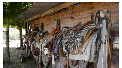 Listas para la travesía, las monturas de los puesteros.