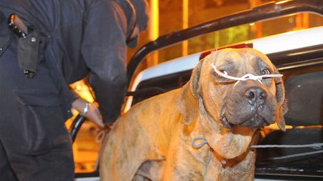 Los Andes | PERSONAL DE LA POLICIA DE MENDOZA JUNTO A UNO DE LOS PERROS AGRESORES.VARIOS PERROS DE RAZA FILA BRASILERO, ATACARON A UNA MUJER EN LA CALLE DARRAGUEIRA Y PERIODISTAS MENDOCINOS DE CHACRAS DE CORIA, CAUSÁNDOLE IMPORTANTES HERIDAS.