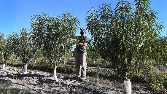 Plantas de durazno en la zona de Agrelo de la finca AVA/Sebastian observa el proceso de la planta para pronto empezar con la poda (Imagen de Archivo) Foto José Gutierrez / Los Andes