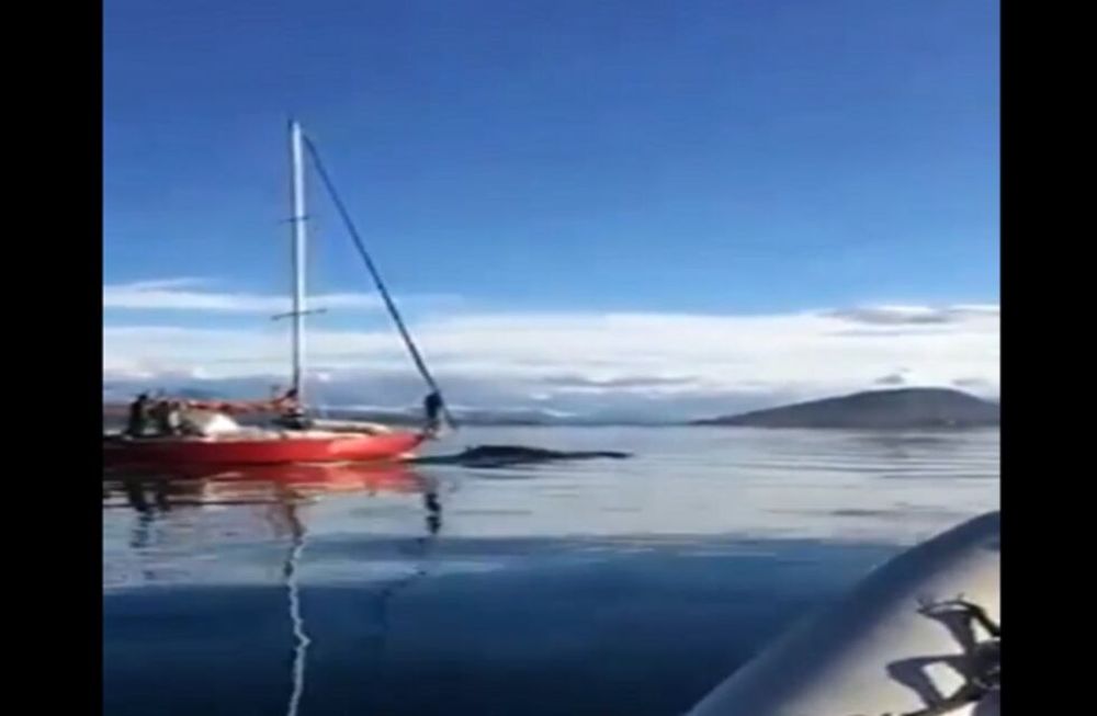Indignante: velero embistió intencionalmente a una ballena