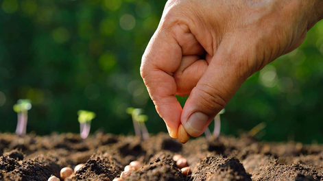 En tu jardín, la jardinería florece si cuidás bien tus plantas.