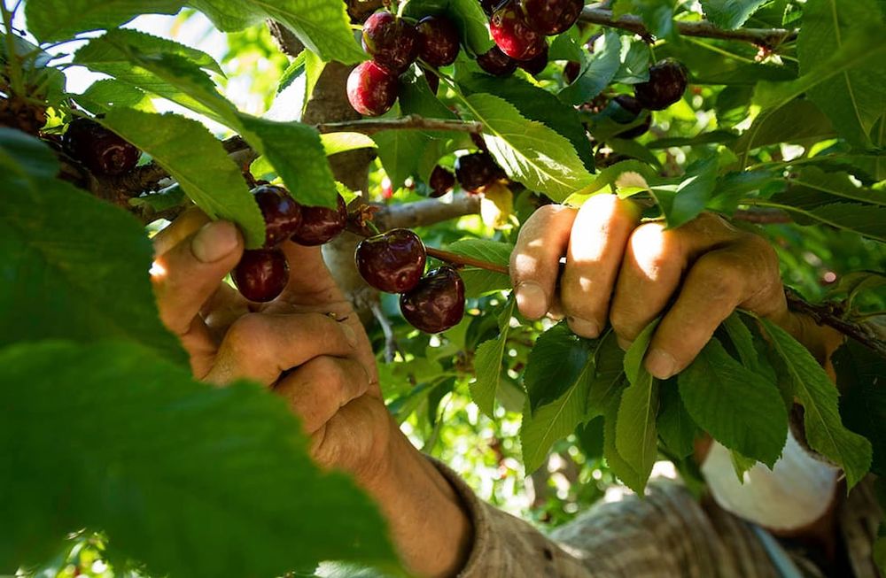 La cereza mendocinas podría verse afectada si no se desarrollan y cumplen protocolos fitosanitarios para impedir que se contaminen con virus provenientes de la producción chilena. Foto: Ignacio Blanco / Los Andes