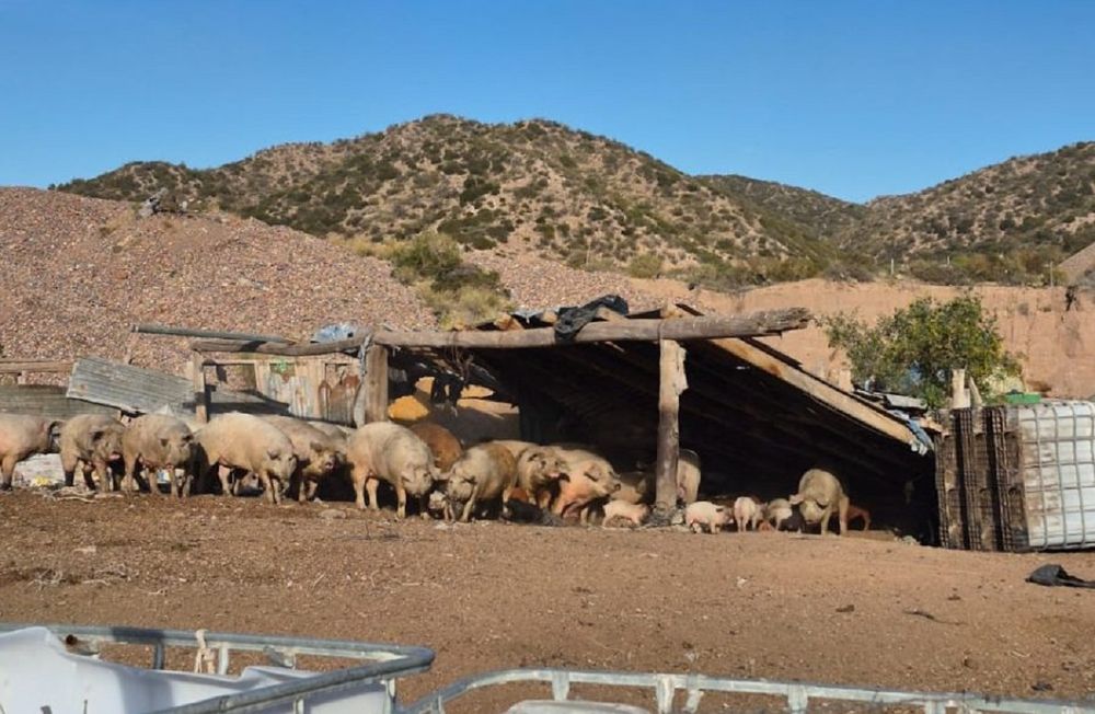 Operativo en un criadero clandestino de Luján de Cuyo: 70 animales rescatados