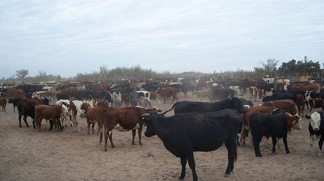 Ganadería en Mendoza.