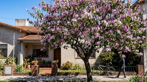 Para que el árbol desarrolle correctamente su estructura necesita suficiente espacio y una ubicación adecuada.