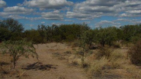 La Reserva Natural Biosfera Ñacuñán, en Santa Rosa, es la única reserva de biosfera declarada en Mendoza. El área natural protegida ofrece visitas por el día, acampes y recorrido de senderos, con “un bosque en el desierto”.