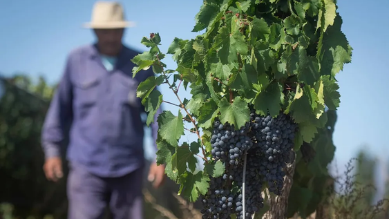 vitivinicultura: el clima y las plagas hacen que la cosecha 2025 sea desafiante