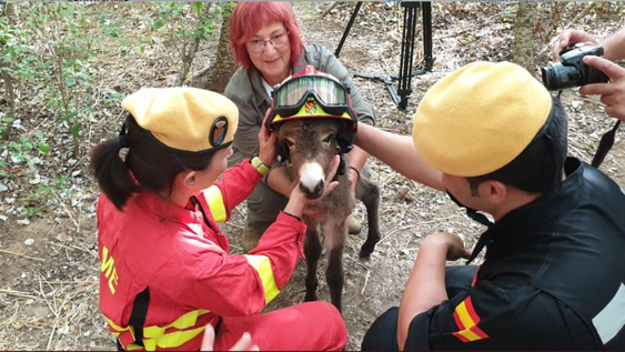 Ante la ola de incendios en España implementan una inesperada estrategia: burros bomberos
