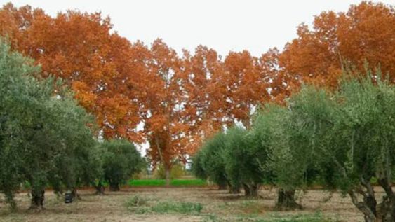 Los olivos de San Juan