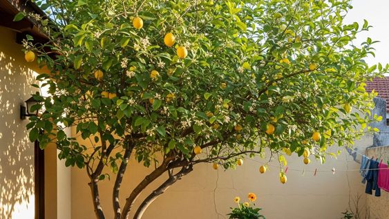 como hacer que tu limonero rebose de frutos esta primavera con solo 2 elementos