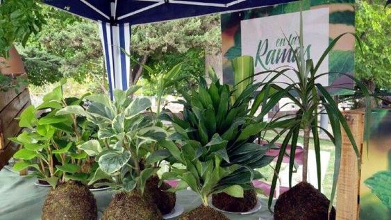 Kokedama: una planta de técnica milenaria