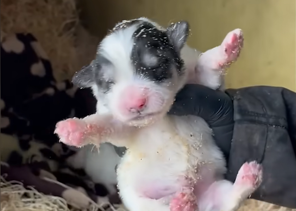 La pigmentación verde en cachorros al nacer es un fenómeno poco frecuente pero documentado en la medicina veterinaria.