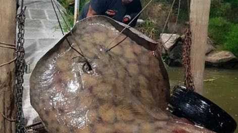 Andrés Wilchen fue quién pescó al animal.