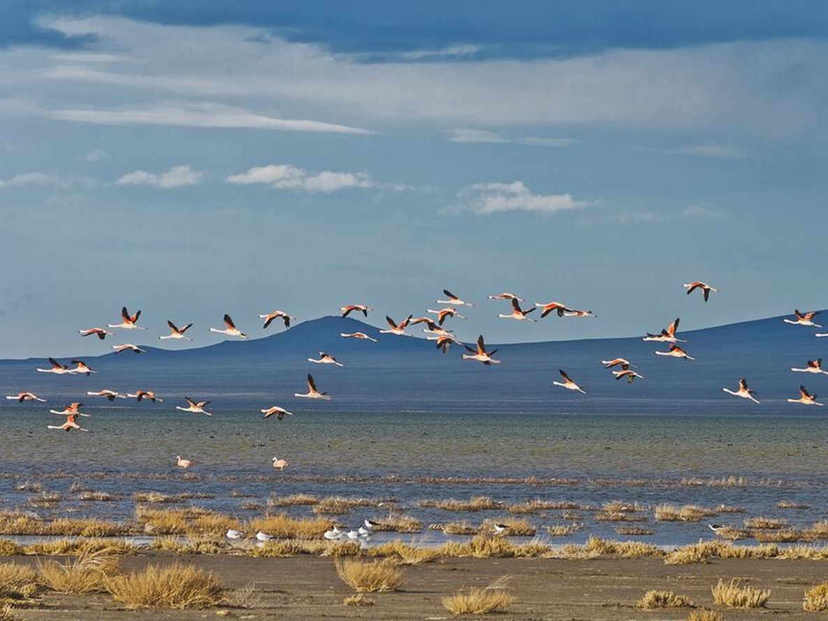 Mendoza continúa siendo el 2º sitio de nidificación del flamenco austral en Sudamérica. Foto: Los Andes