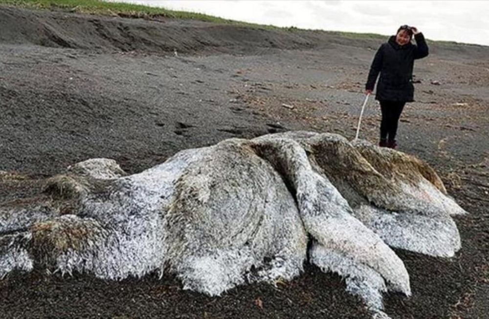 Terror en Rusia por un extraño “monstruo” que apareció en la playa