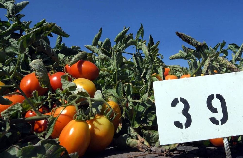 Hay importantes incrementos en el caso del tomate fresco y algunas hortalizas verdes tales como calabacines, pimientos y otros similares.  Orlando Pelichotti / Los Andes