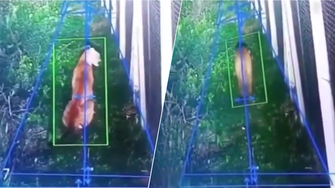 Pánico en un barrio privado por la presencia de un puma silvestre.