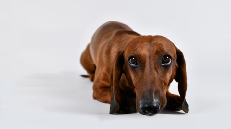 7 razas de perros que mejor fingen cuando hacen una travesura