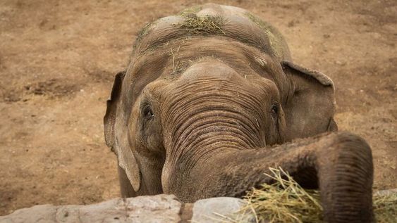 Los cuidadores y el especialista han logrado hacer con éxito un entrenamiento específico con Tamy para luego trasladarlo. | Foto: Ignacio Blanco / Los Andes
