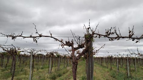 En Mendoza son 68 los distritos que fueron declarados en enemrgencia, luego del impacto de las heladas tardías de enero y el granizo.