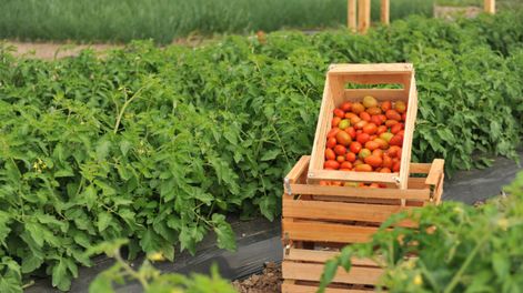 El tomate mendocino en alerta por la importación de pasta y la caída del consumo