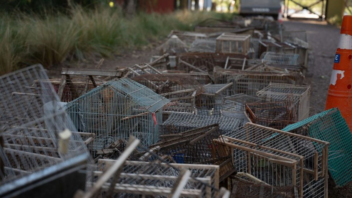En el Día del Animal, liberaron aves rescatadas y destruyeron jaulas y tramperos