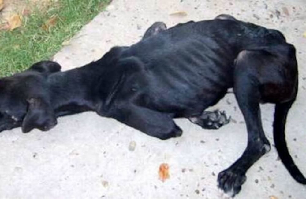 ¿Dónde denunciar maltrato animal?