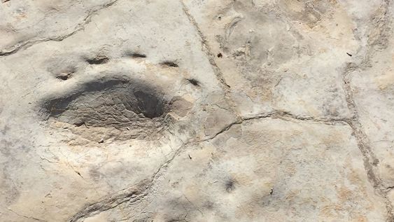 Rastrillada de cuatro huellas de Dicinodonte. Se observan dos pares de huellas que corresponeden a impresiones de miembro anterior y posterior. Largo total de una huella 25 cm.