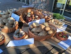 Papa para todos los gustos: muestra con carteles identificatorios colocada en el ingreso de la estancia Atamisque.