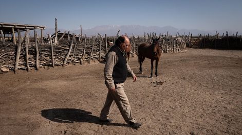 Los Andes | Ricardo Enrique Luffi vive hace casi 60 años en el puesto la Lagunita, en San Carlos, y  con su esposa se dedican a la cría de ganado - Foto: Ignacio Blanco / Los Andes