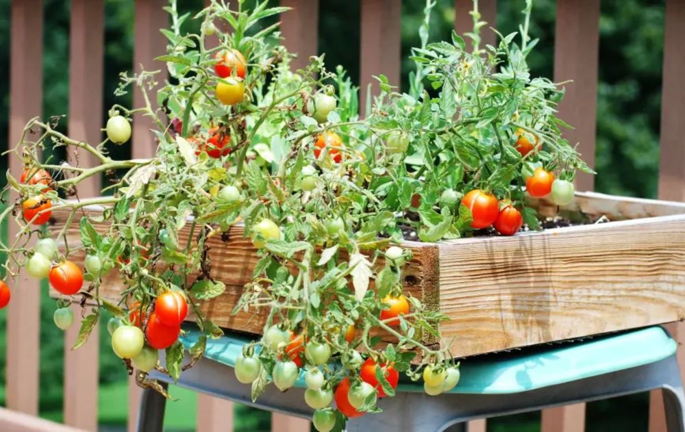 Este preparado, está recomendado por especialistas en producción sustentable y se elabora con desechos que todos tenemos en casa.