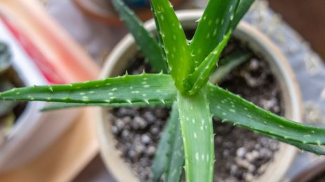 Por qué conviene tener una planta de aloe vera en casa y cuáles son sus beneficios