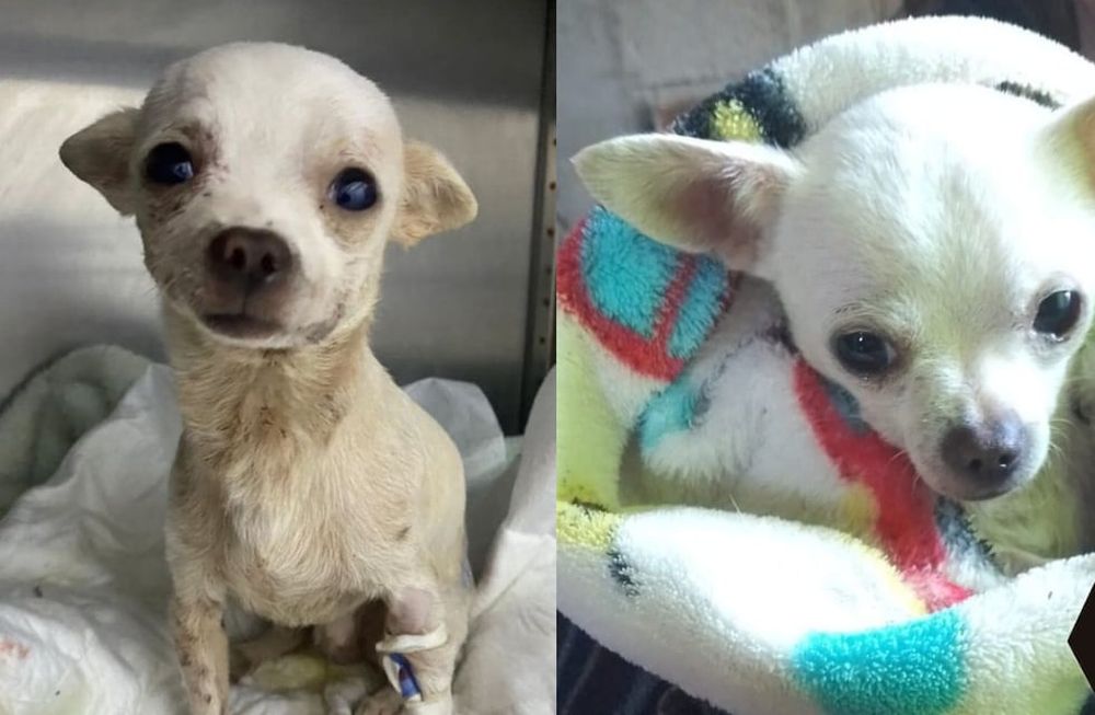 Imágenes compartidas por sus familiares en una página dedicada al canino. Foto: Pinky, el Guerrero superviviente / Facebook.