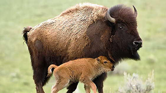 Volvieron los bisontes a México.&nbsp;