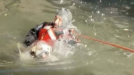 Un buzo de la Unidad Marina de la Policía de Chicago usó el juguete sonoro de Faroe para calmarlo y sacarlo de la cañería junto al río Chicago, a la altura del puente Harrison.