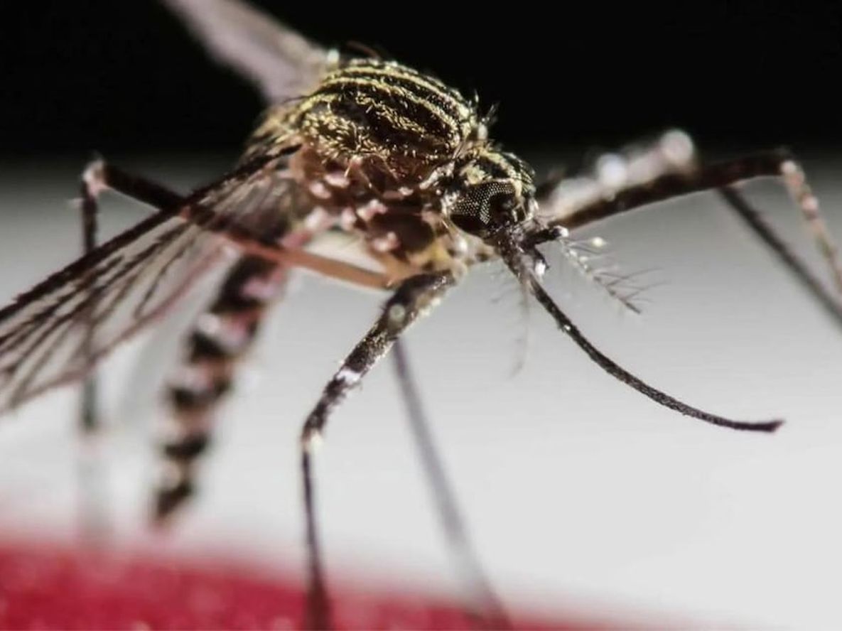 Esta semana se registraron tres muertes por dengue en la provincia mesopotámica.