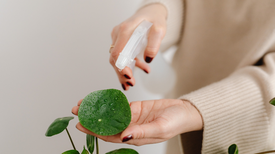 de la cocina a la maceta: 3 abonos infalibles para que tus plantas den mas flores que nunca