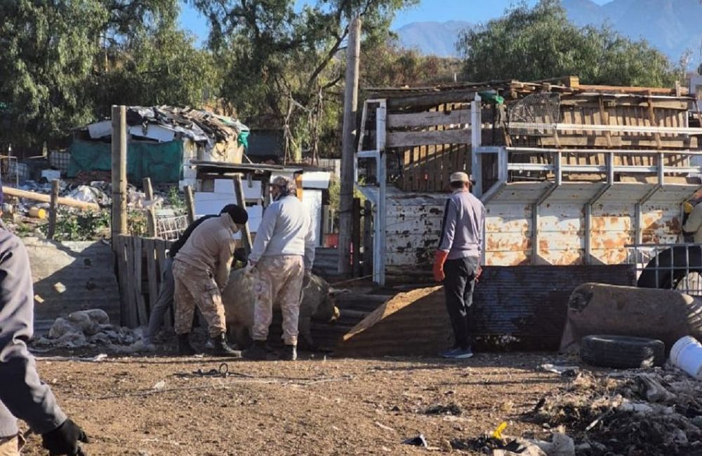 Operativo en un criadero clandestino de Luján de Cuyo: 70 animales rescatados