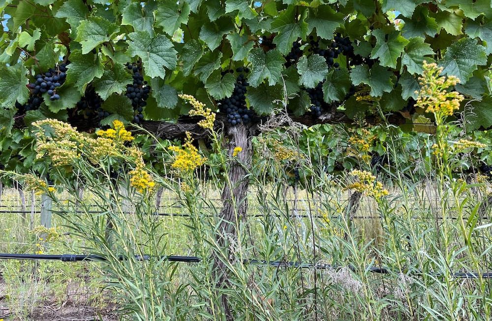 El Espinillo, viñedo con manejo organico y regenerativo, sin movimiento de suelo.