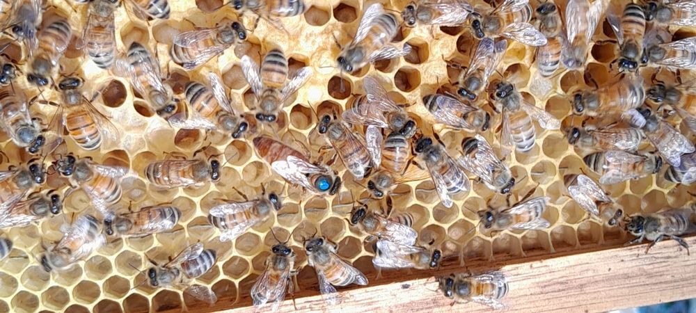Abeja Reina rodeada por las Obreras.