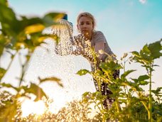 Las plantas del jardín sufren si la jardinería ignora el sol y sus horarios.